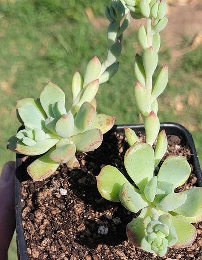 Grappe d'Echeveria 'Déesse Verte'