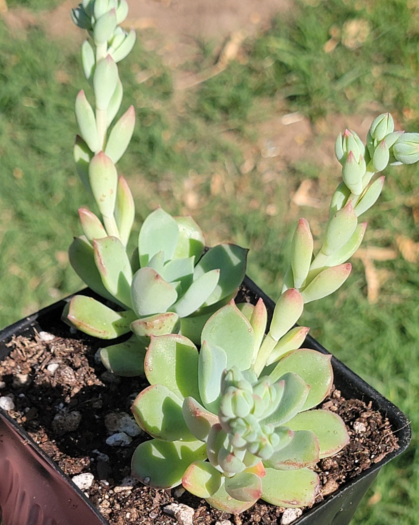 Clúster de Echeveria 'Diosa Verde'