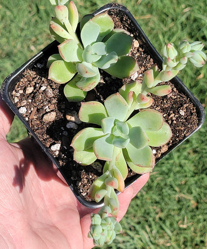 Echeveria 'Green Goddess' Cluster