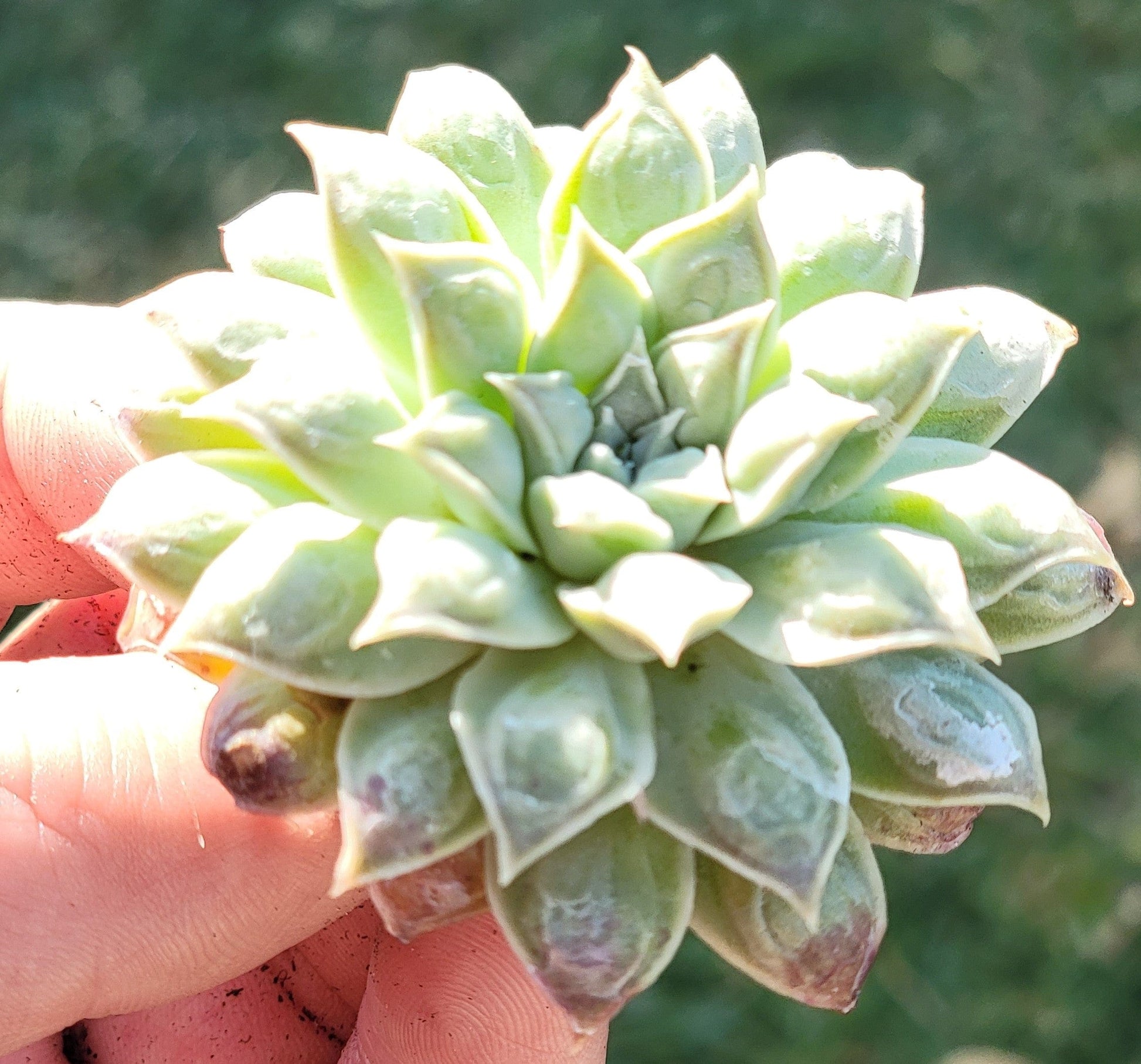 korean succulent plants Echeveria 'Heart's Choice' Rare Korean Succulent