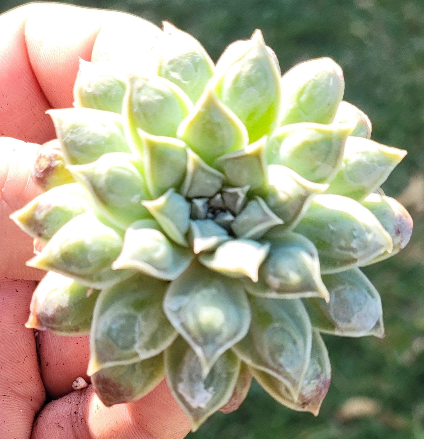 Echeveria 'Heart's Choice' Rara suculenta coreana