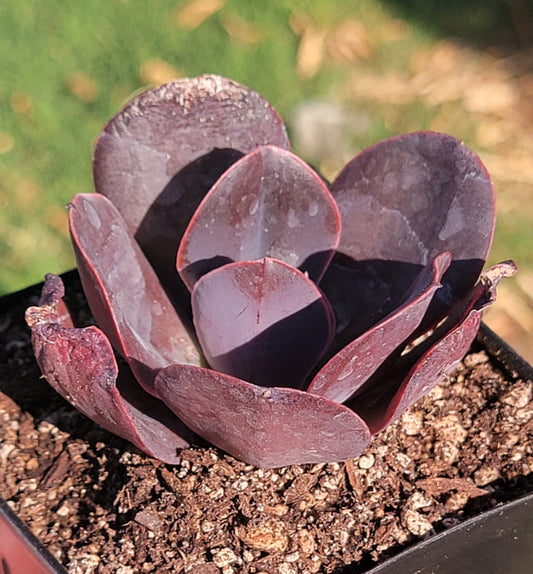 Echeveria 'Mahongany Rose'