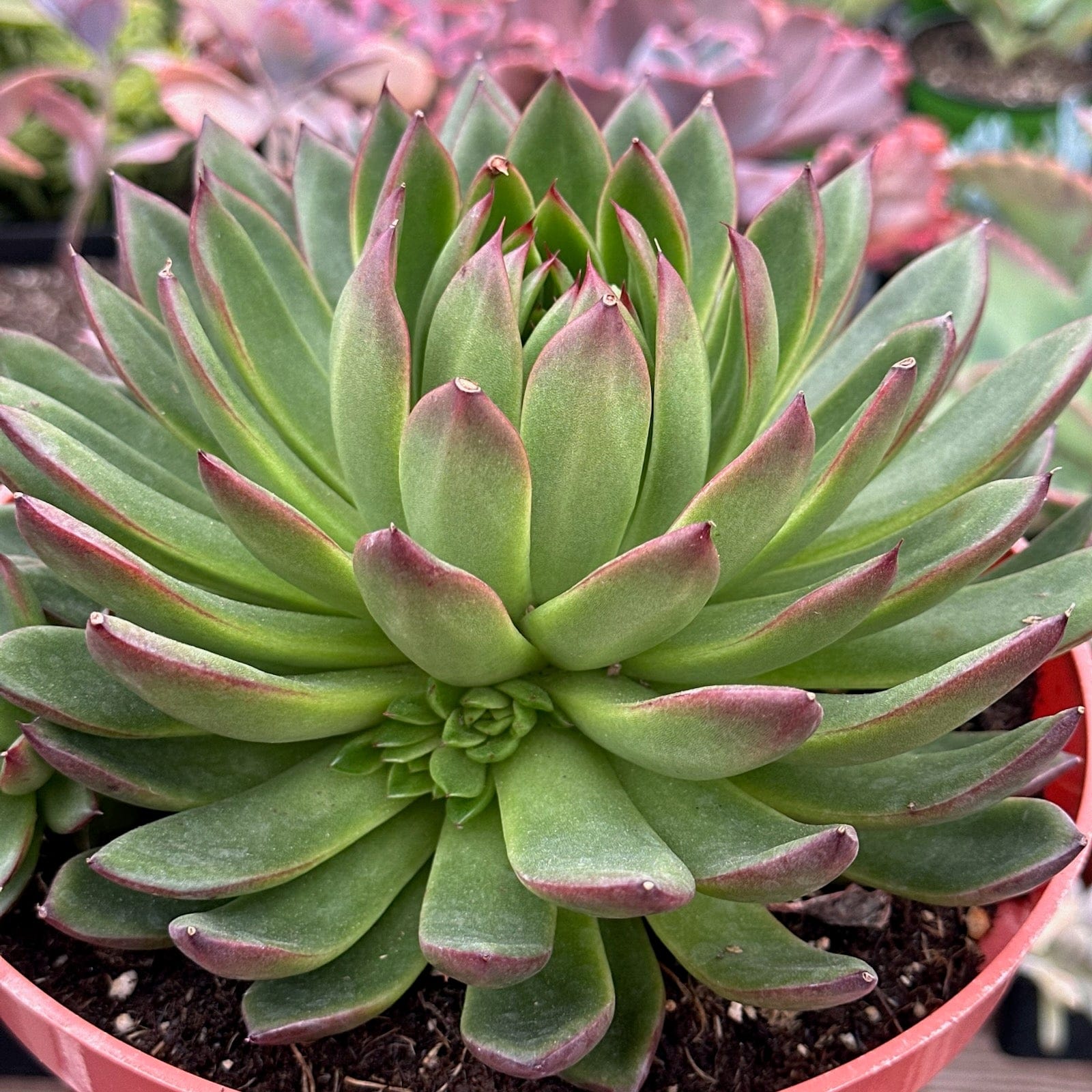 succulent green leaves with red edges Echeveria 'Maria' – DesertScapeSucculent
