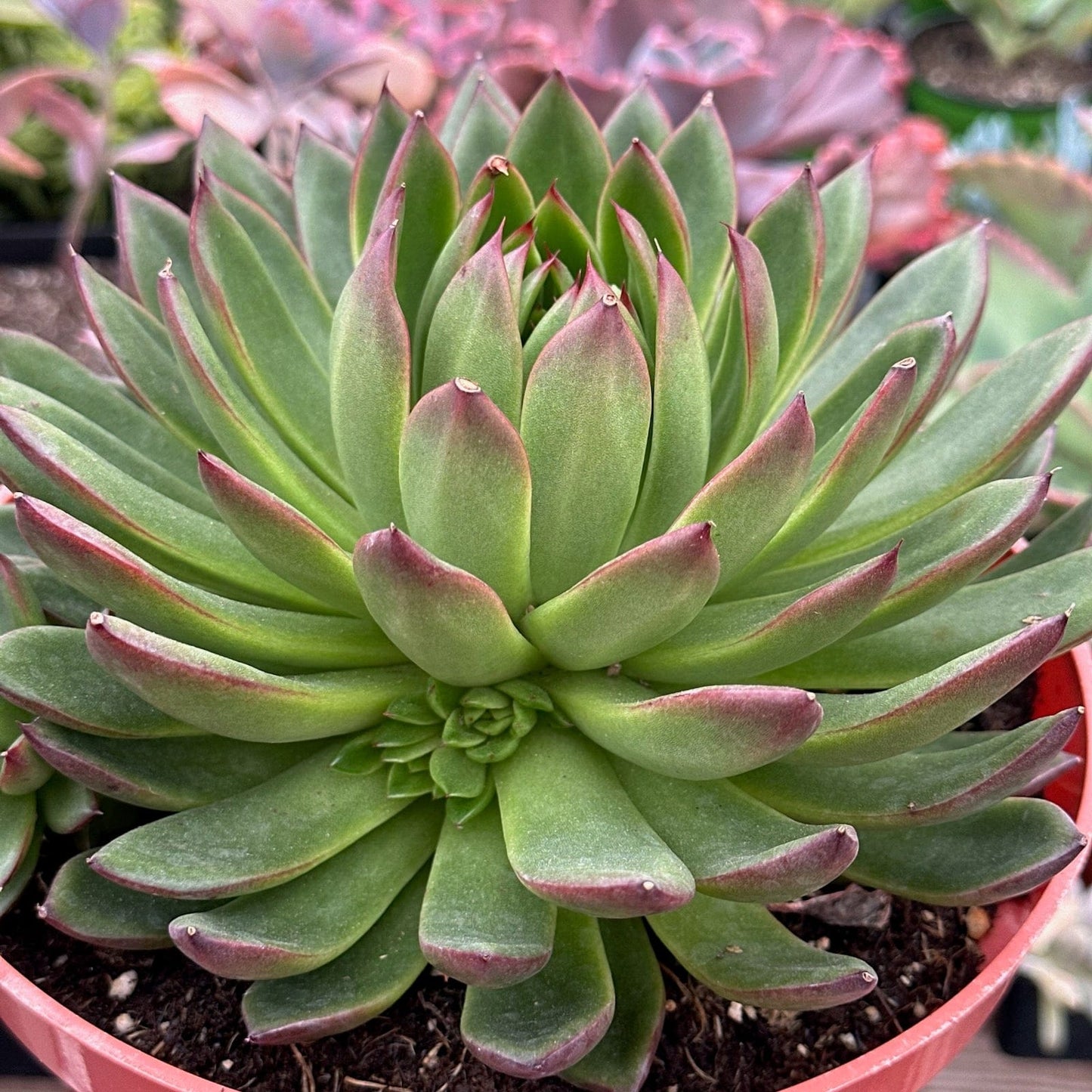 DesertScapeSucculent 6" Assorted Echeveria 'Maria'