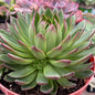 Echeveria 'Maria' - 6 Inch Assorted - Succulent - DesertScapeSucculent