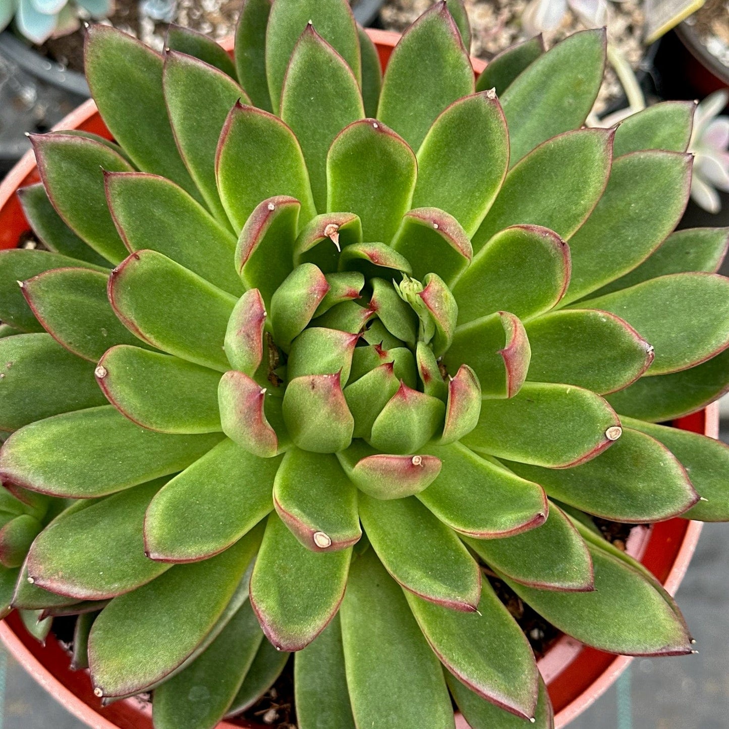 DesertScapeSucculent Echeveria 'Maria'