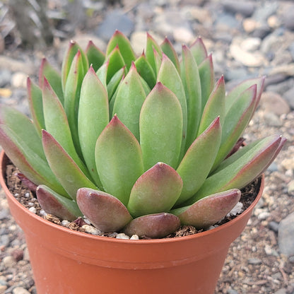 DesertScapeSucculent Echeveria 'Maria'