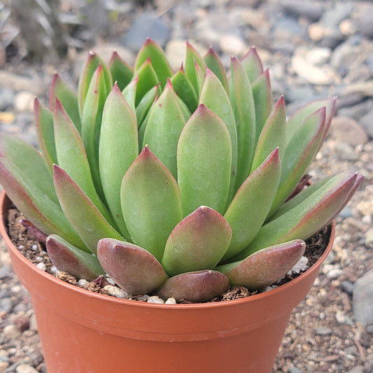 Echeveria 'Maria'