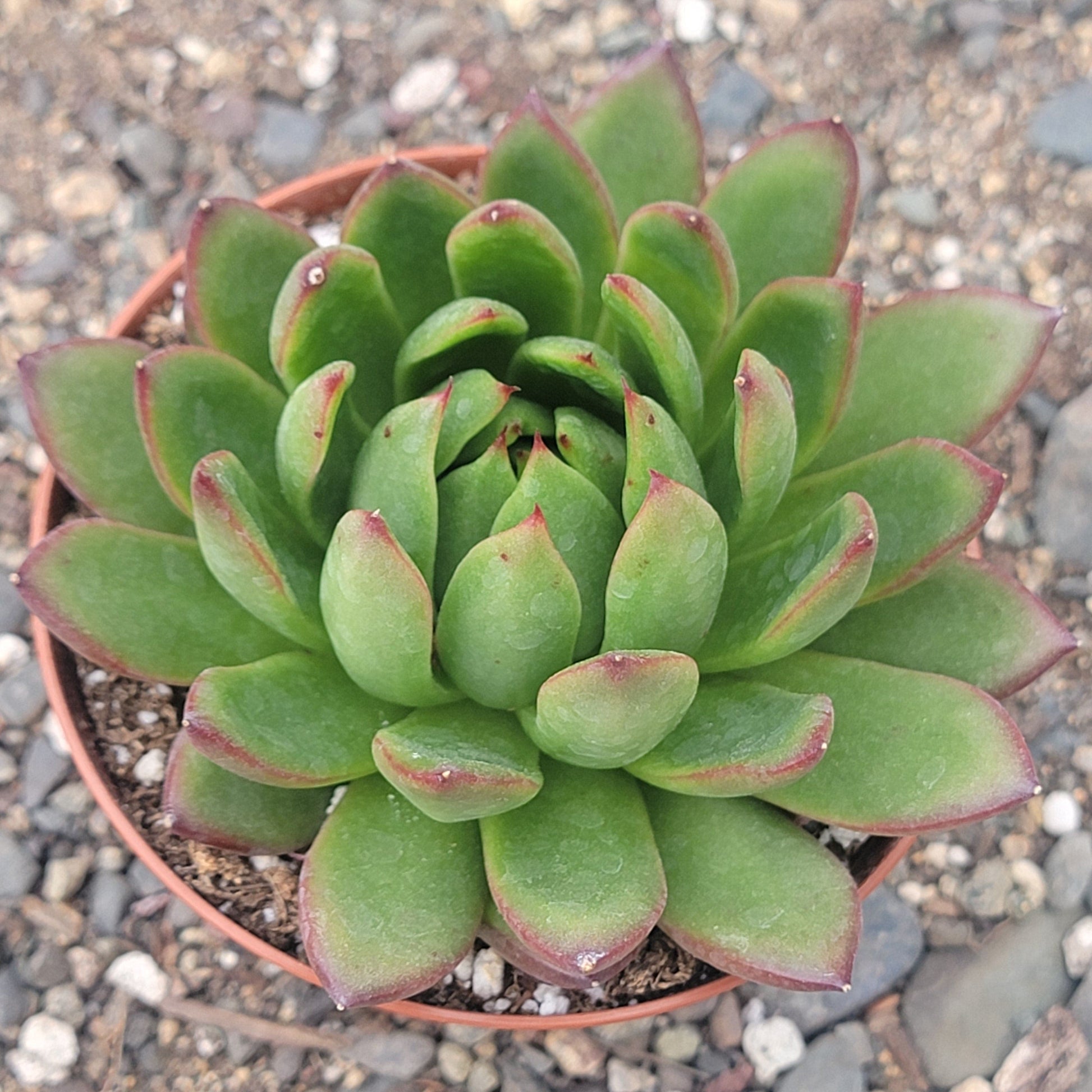 DesertScapeSucculent 4" Assorted Echeveria 'Maria'