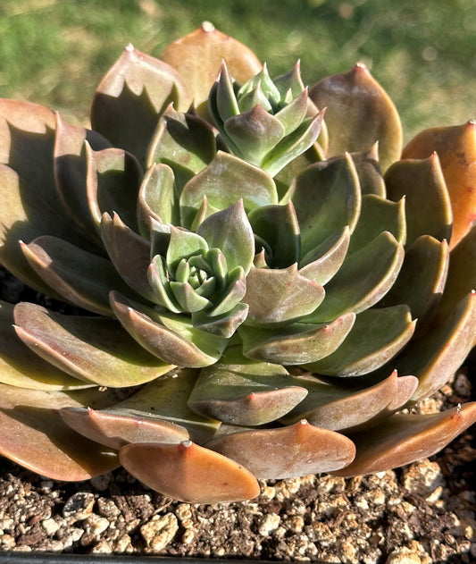 Echeveria 'Marrom'