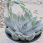 Echeveria 'Mensa' - 4 Inch Assorted - Succulent - DesertScapeSucculent