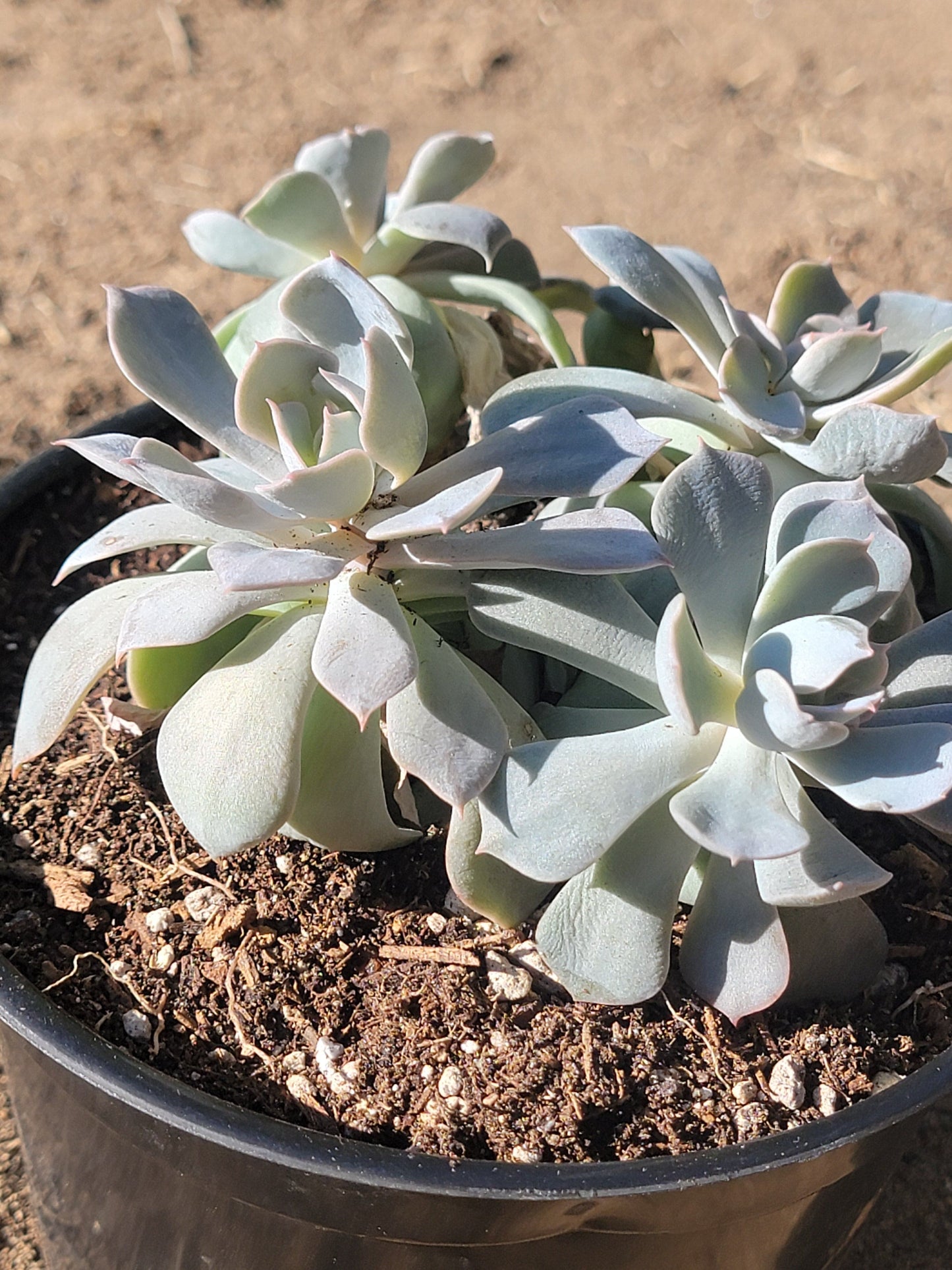 Grappes d'Echeveria 'Peacockii' 'Desmetiana'