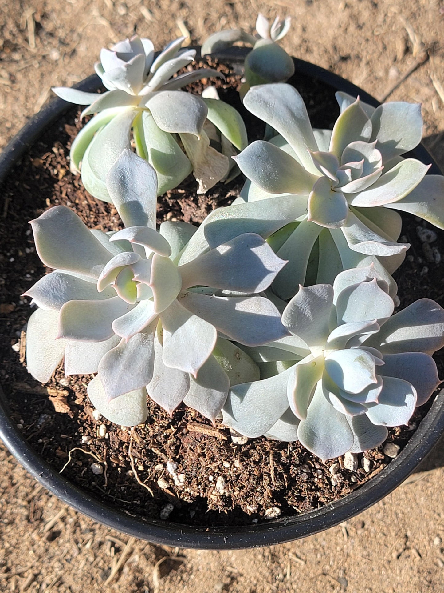 Racimos de Echeveria 'Peacockii' 'Desmetiana'