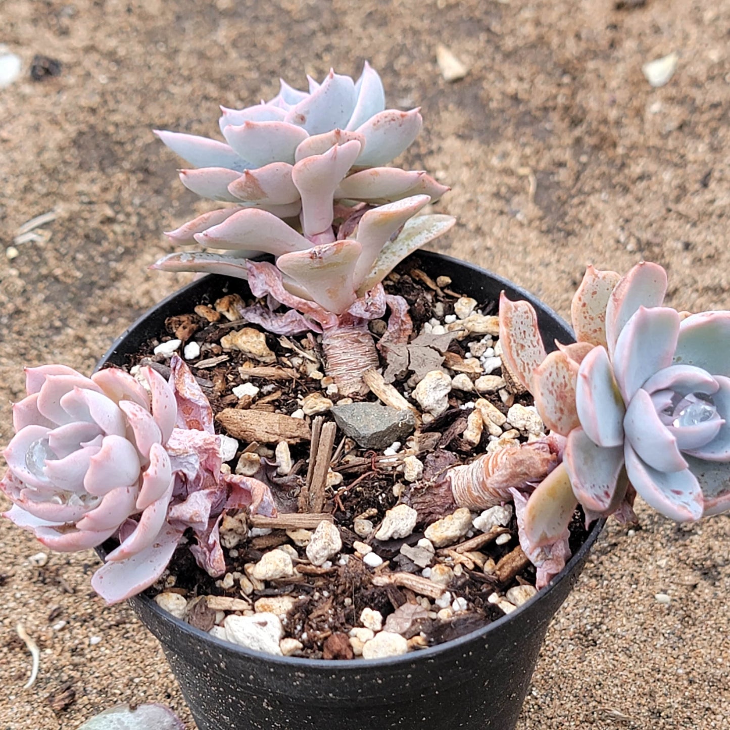 Racimos de Echeveria 'Peacockii' 'Desmetiana'