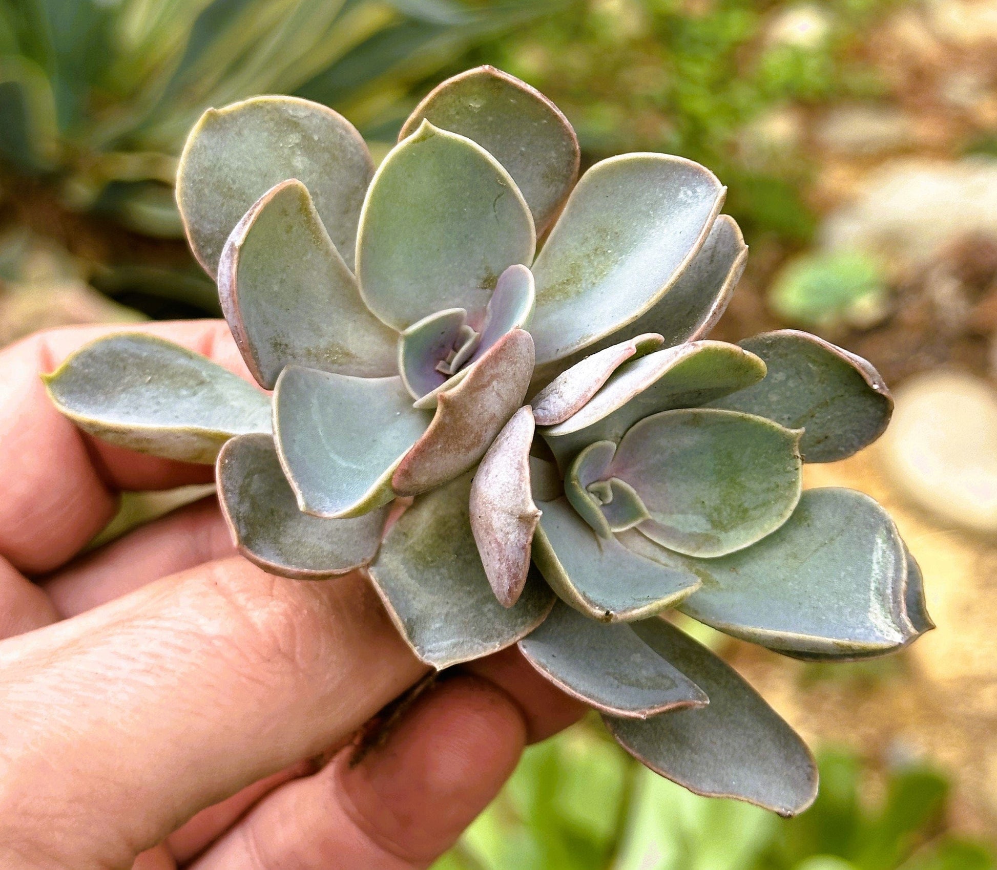 Echeveria Perle Von Nurnberg