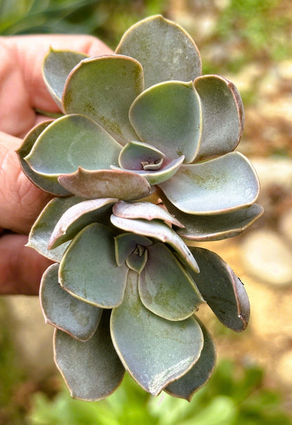 Echeveria Perle Von Nurnberg