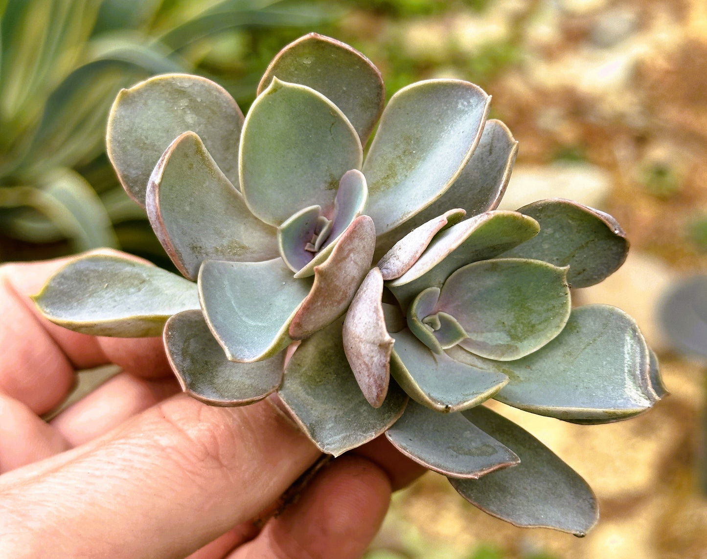 Grappes d'Echeveria 'Perle Von Nurnberg'