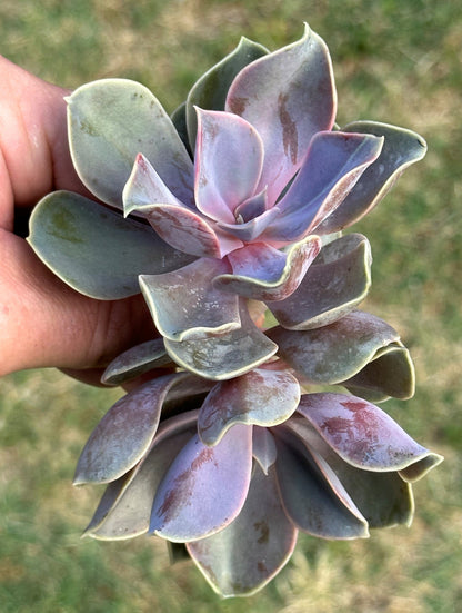 Grappes d'Echeveria 'Perle Von Nurnberg'