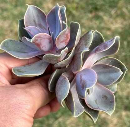 Racimos de Echeveria 'Perle Von Nurnberg'