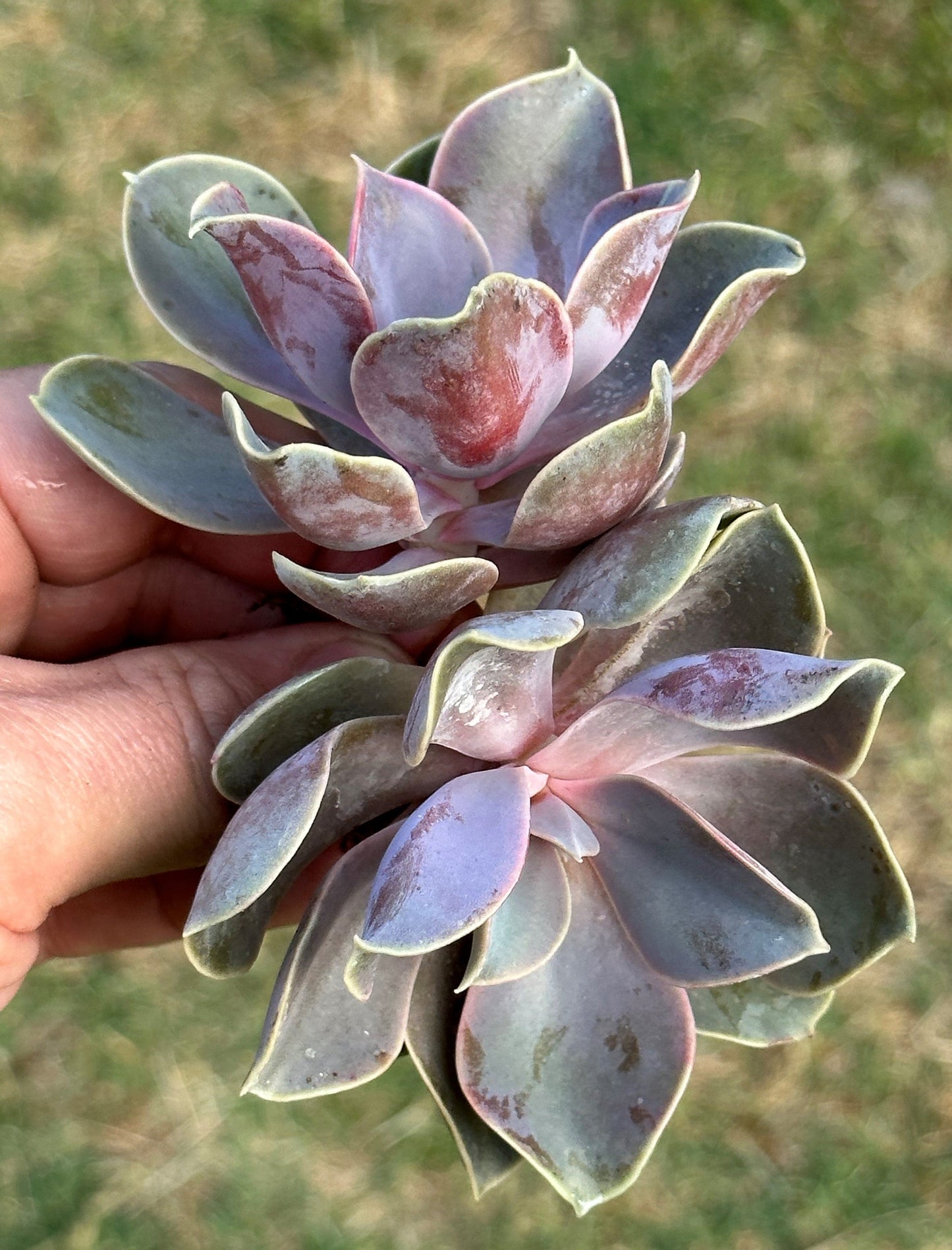 Grappes d'Echeveria 'Perle Von Nurnberg'