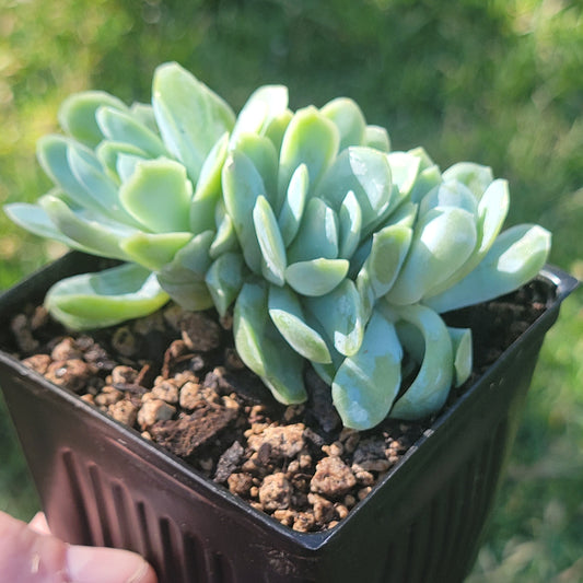 Clúster de Echeveria 'Raspberry Ice' (suculenta rara)