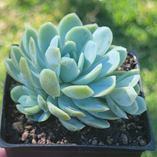 Echeveria 'Raspberry Ice' (Suculenta rara)