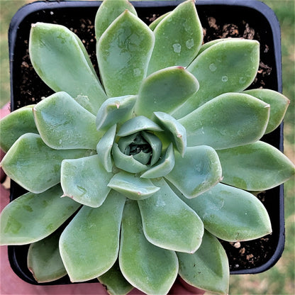 Echeveria 'Hercule'