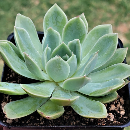 Echeveria 'Hercule'