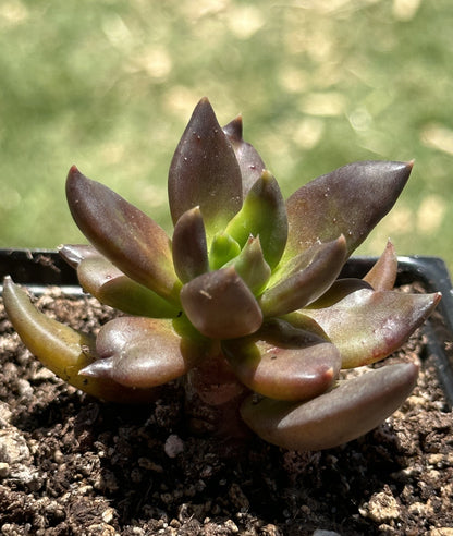 Echeveria 'Serrana'