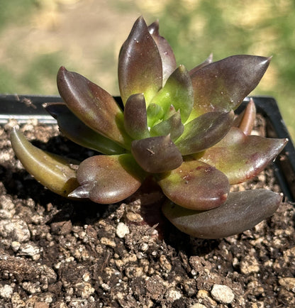 Echeveria 'Serrana'