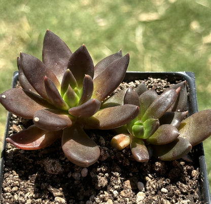 Echeveria 'Serrana'