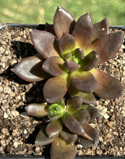 Echeveria 'Serrana'