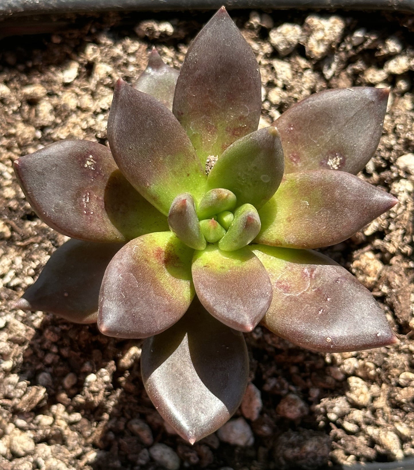 Echeveria 'Serrana'