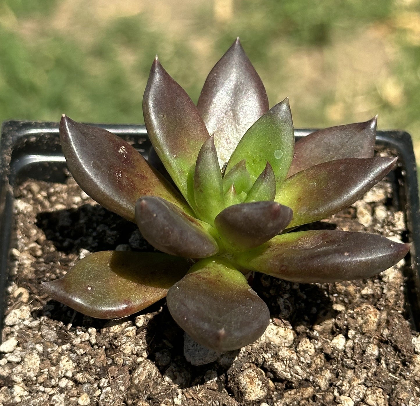 Echeveria 'Serrana'