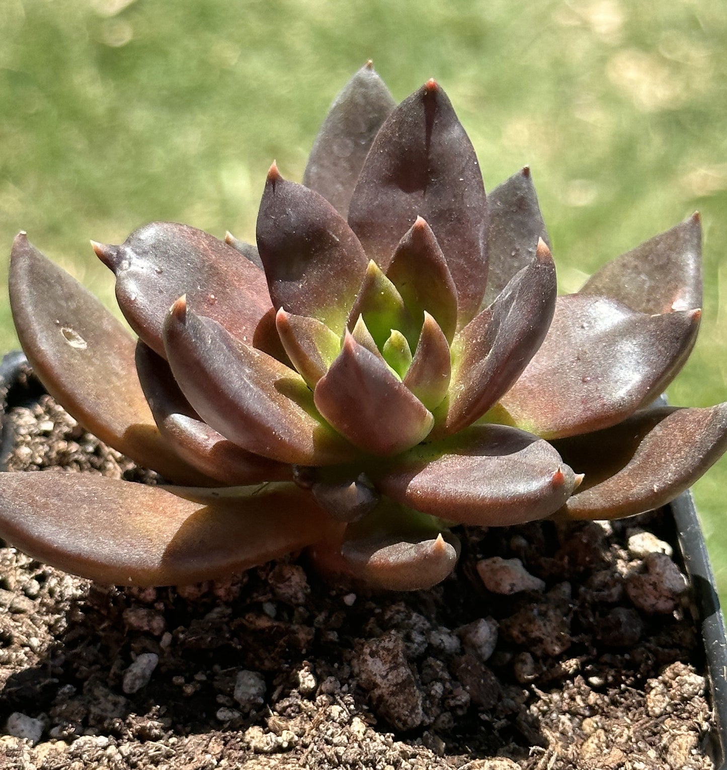 Echeveria 'Serrana'