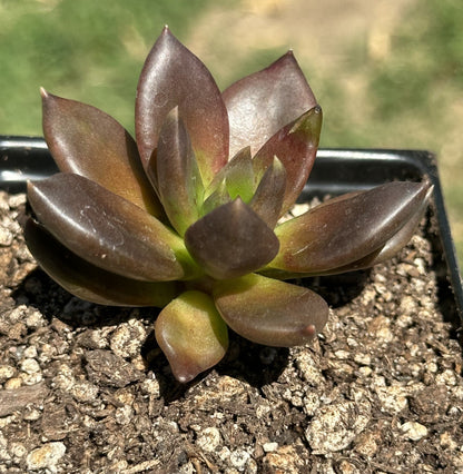 Echeveria 'Serrana'