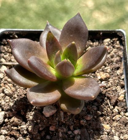 Echeveria 'Serrana'