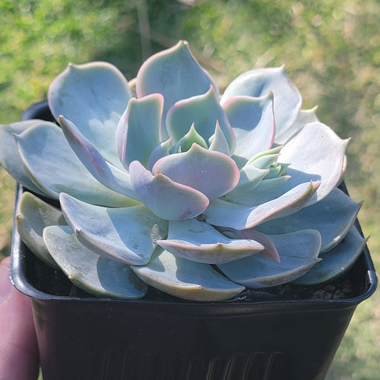 Echeveria 'Lotus Blanc'