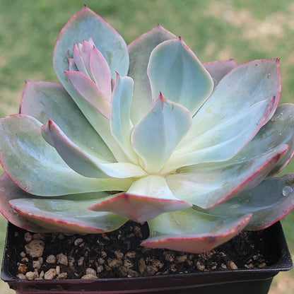 Echeveria 'Rose Blanche'