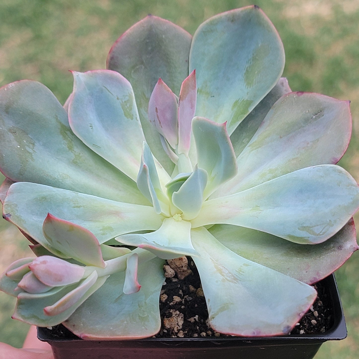 Echeveria 'Rose Blanche'