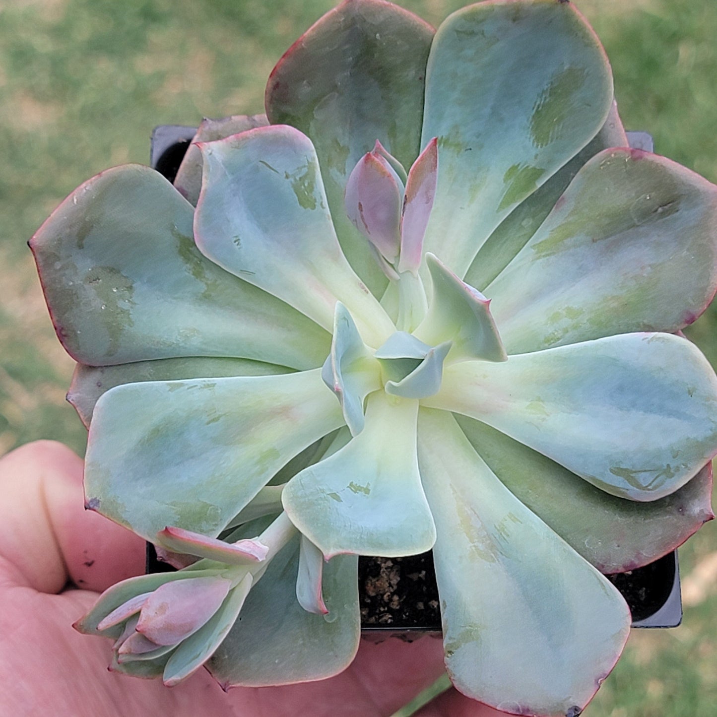 Echeveria 'Rose Blanche'