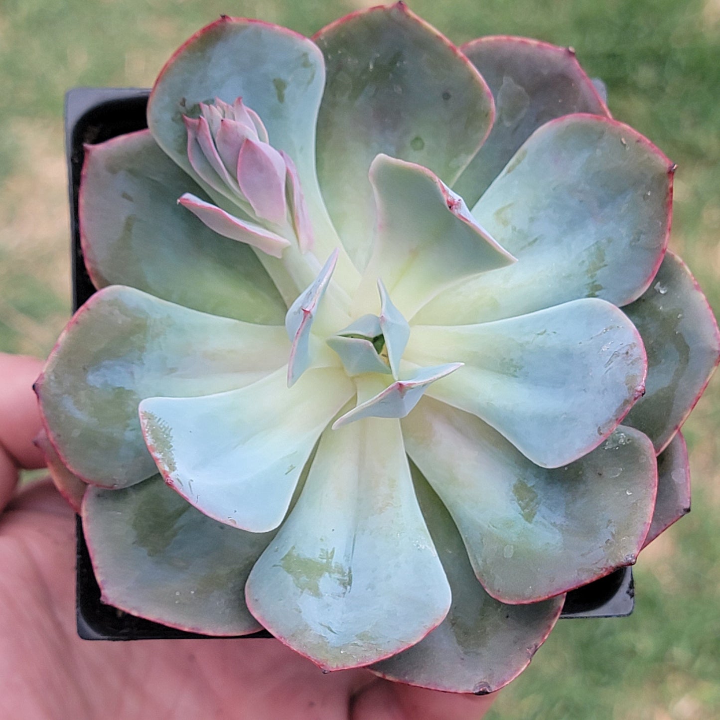 Echeveria 'Rose Blanche'