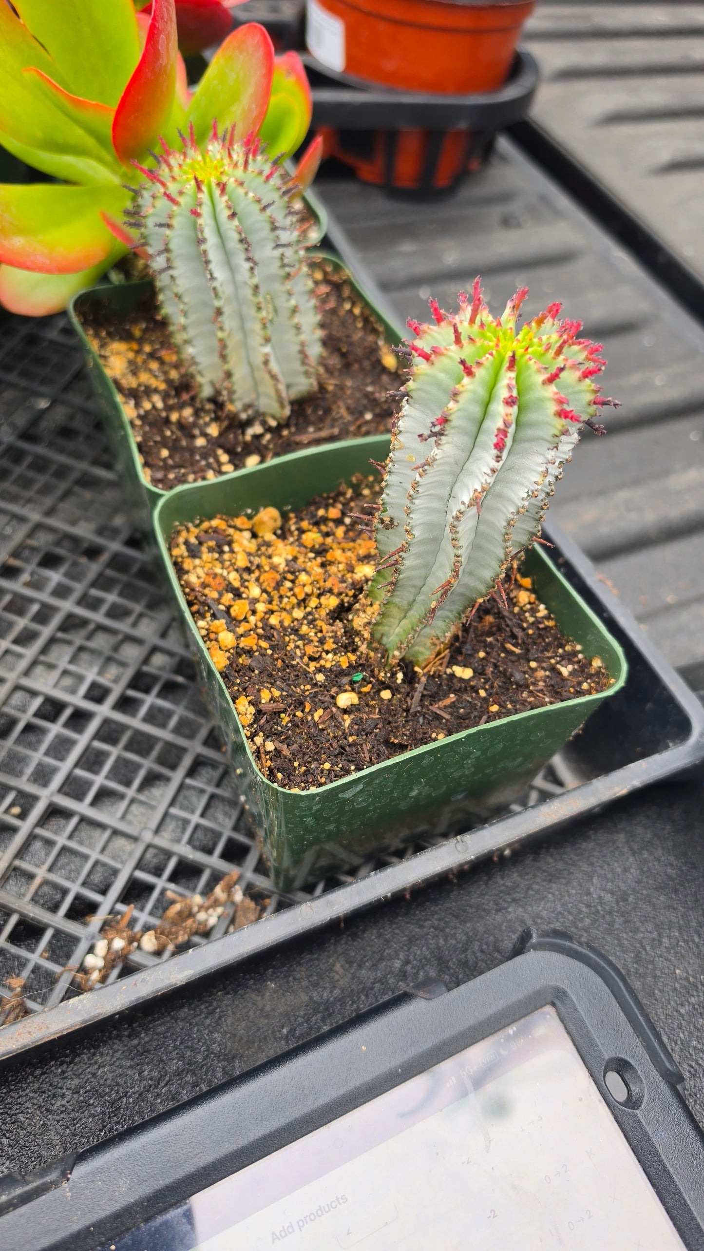 DesertScapeSucculent 4 Inch Assorted Euphorbia polygona 'Snowflake'