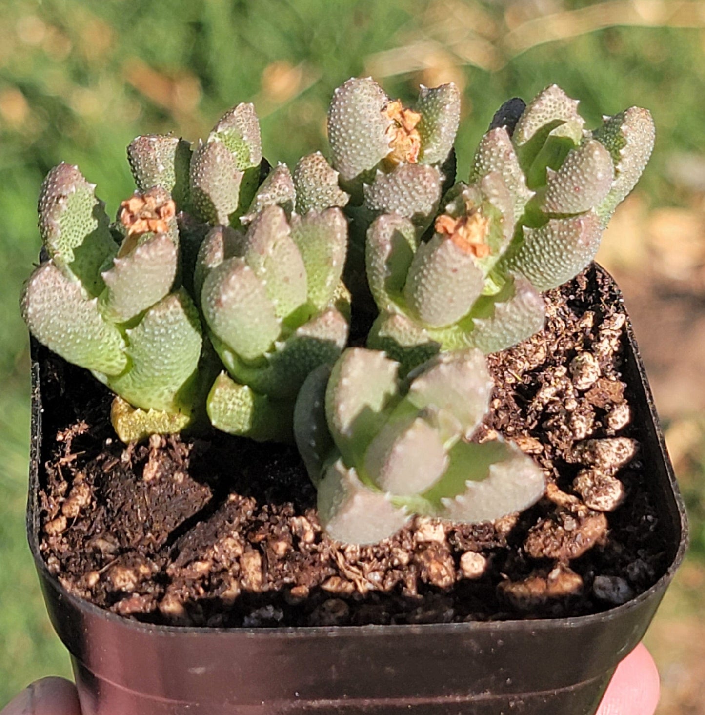 DesertScapeSucculent 3" Assorted Faucaria Tigrina Sp.