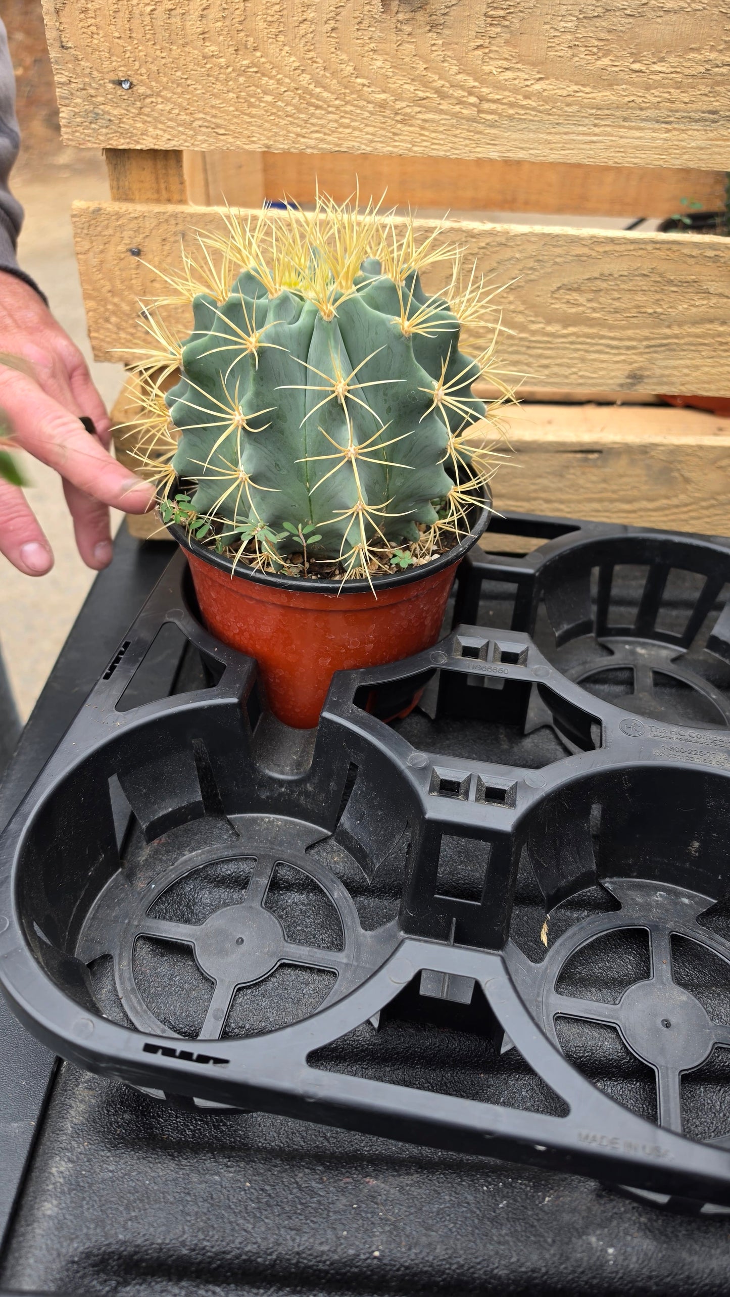 DesertScapeSucculent 6 Inch Assorted Ferocactus glaucescens 'Blue Barrel Cactus'