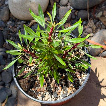 DesertScapeSucculent 6 Inch Fouquieria purpusii