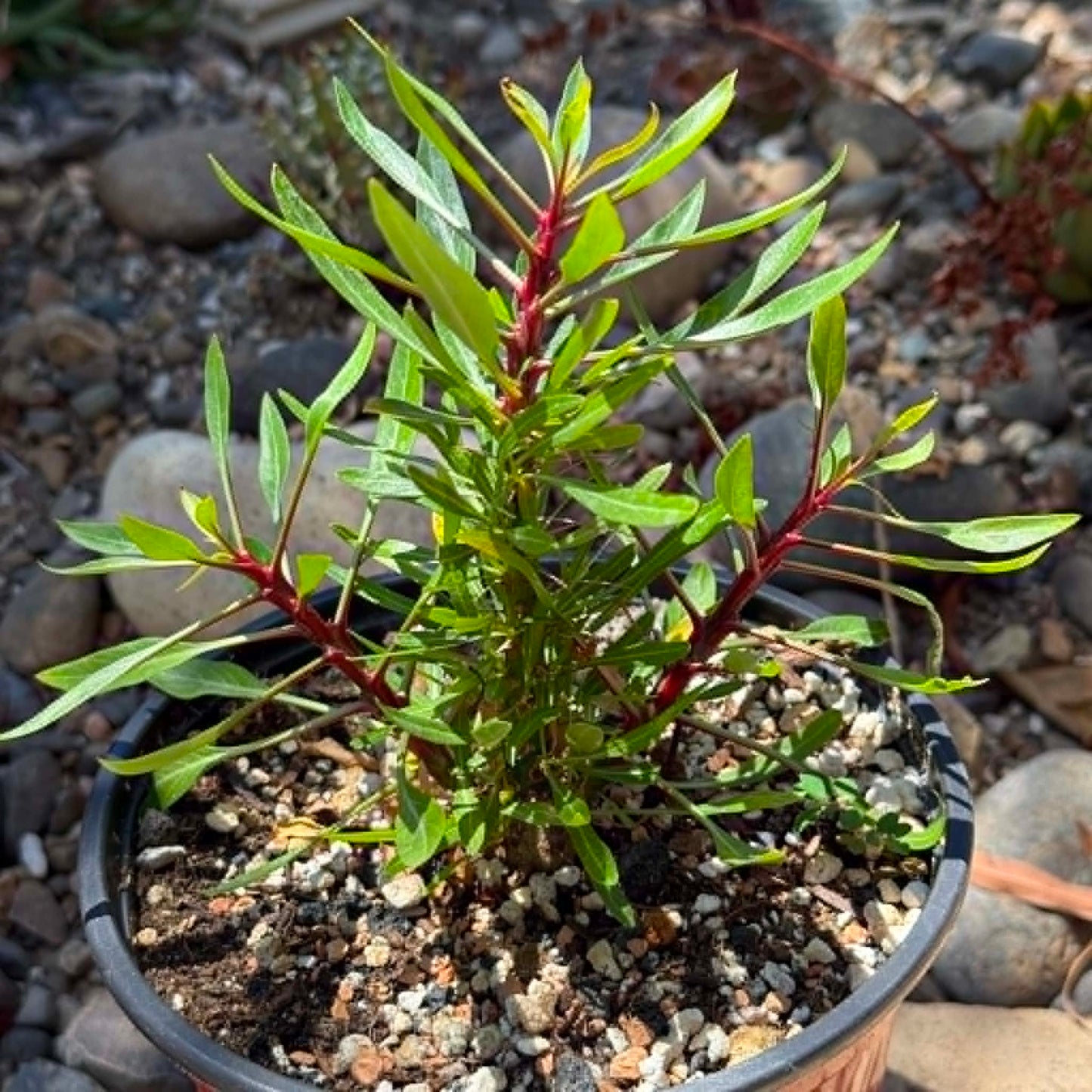 DesertScapeSucculent 6 Inch Fouquieria purpusii