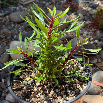 DesertScapeSucculent 6 Inch Fouquieria purpusii