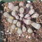 Frithia pulchra 'Purple Baby Toes' - 4 Inch Assorted - Succulent - DesertScapeSucculent