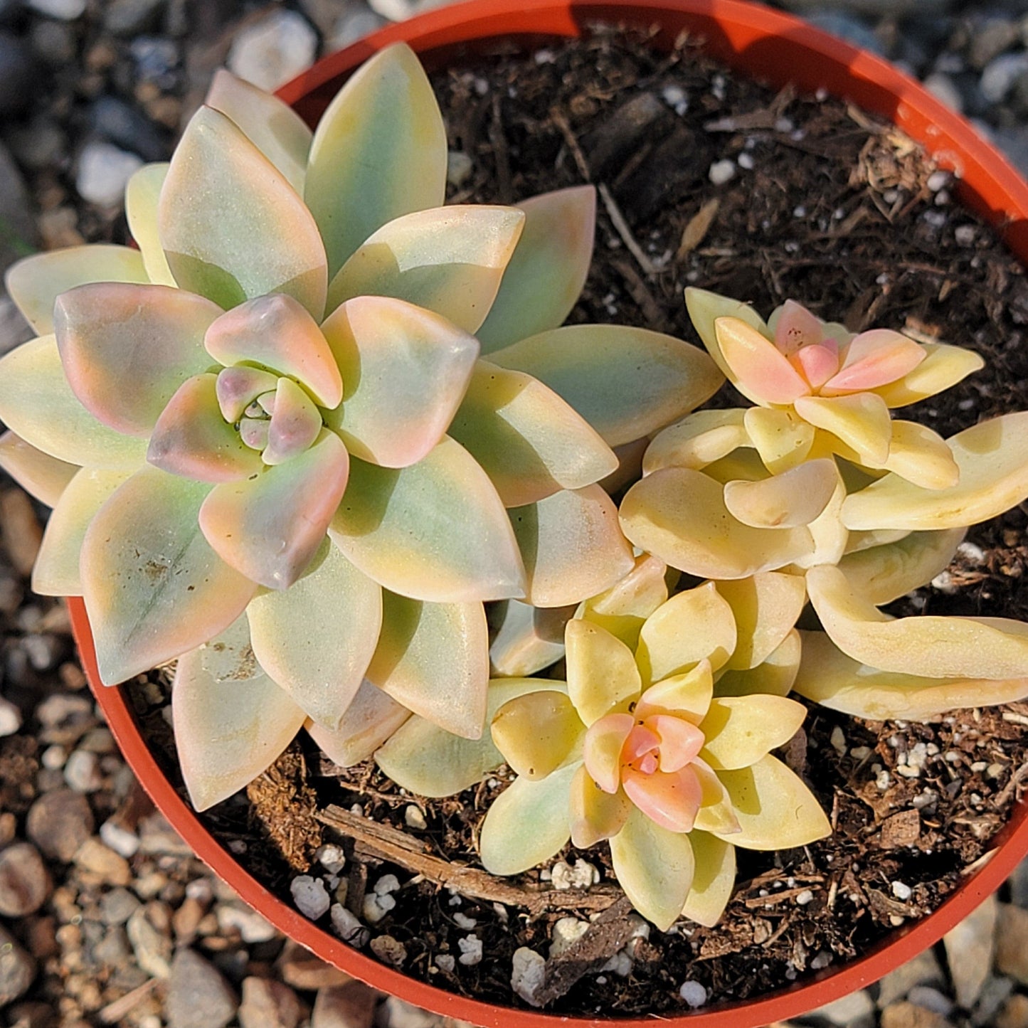 DesertScapeSucculent 4" Assorted Graptoveria 'Titubans Variegata'